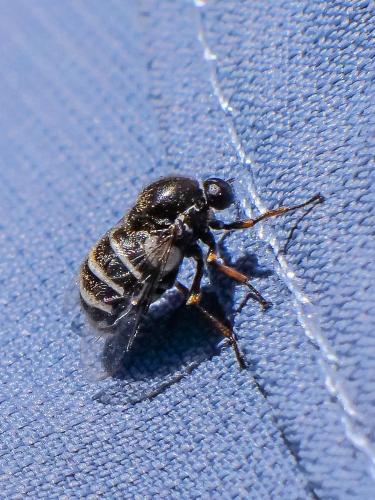 Ogcodes zonatus
