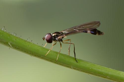 Baccha elongata