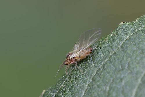 Pterocomma pilosum