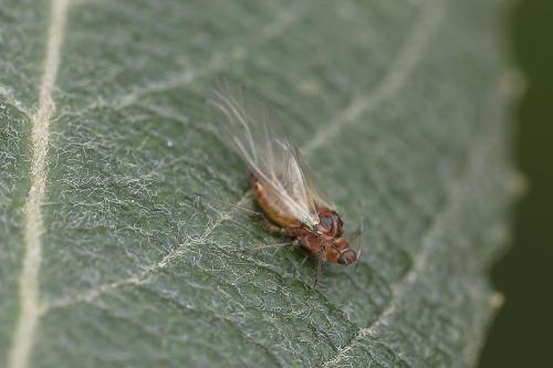 Pterocomma pilosum
