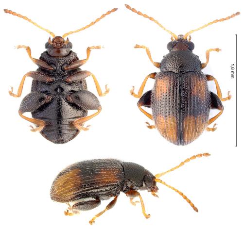 Epitrix atropae