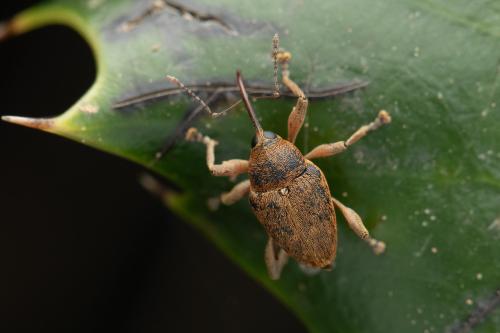 Curculio nucum