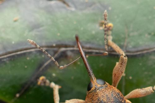 Curculio nucum