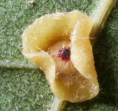 Neuroterus albipes