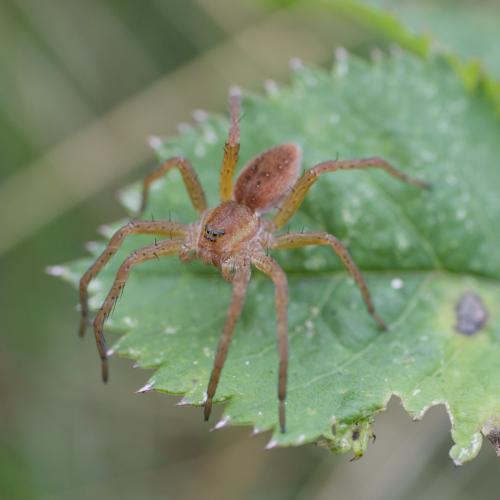 Dolomedes sp.