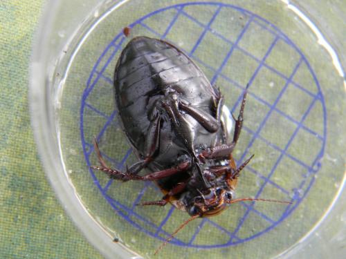 Dytiscus semisulcatus