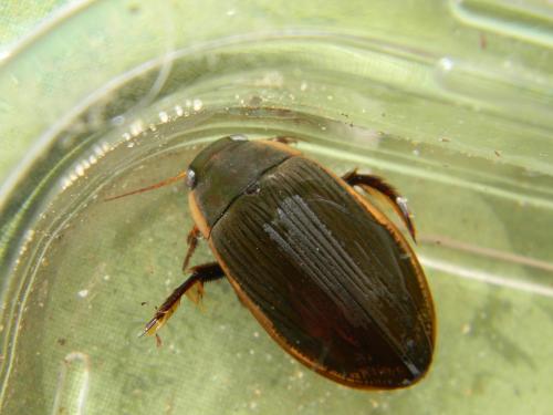 Dytiscus semisulcatus