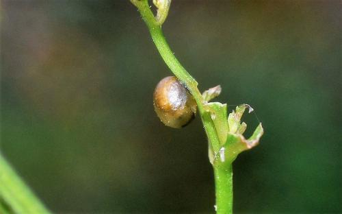 Cionus sp.