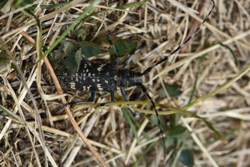 Monochamus sutor