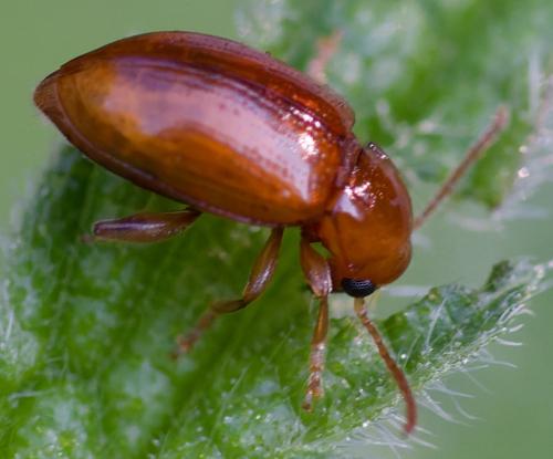 Neocrepidodera sp.