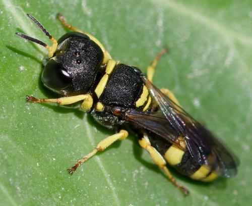 Ectemnius sp.