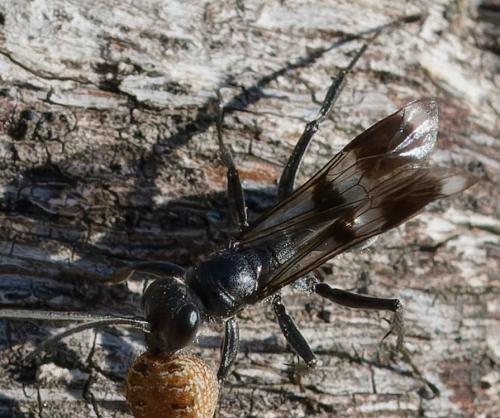 Dipogon sp.