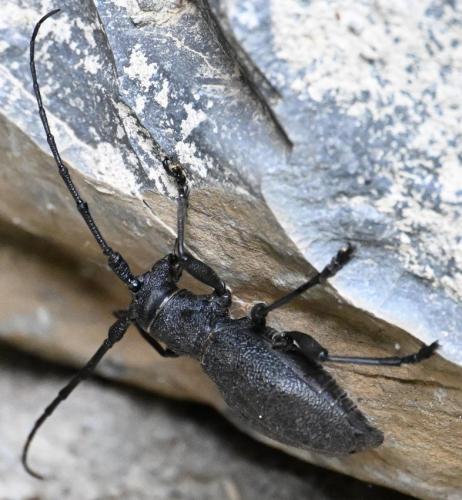 Morimus asper