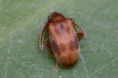 Aderus populneus