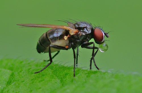 www.galerie-insecte.org/galerie/image/dos365/big/DSC_9502%20A.jpg