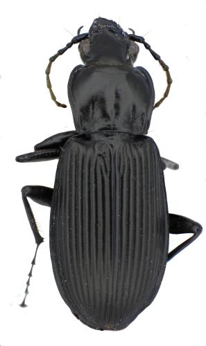 Pterostichus sp.