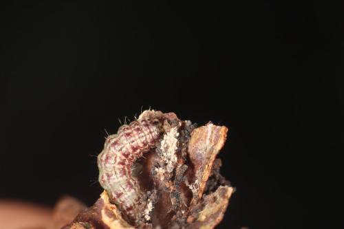 Alophia combustella