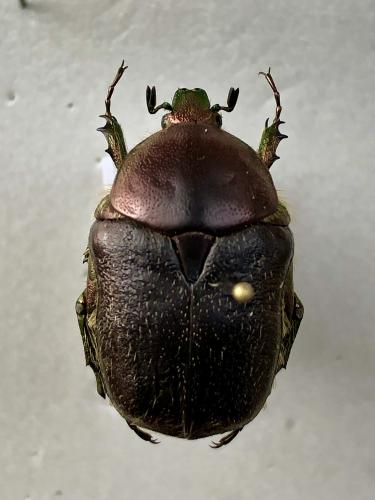 Protaetia ungarica inderiensis