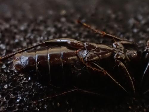 Platynus assimilis