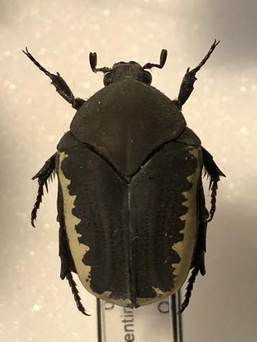 Gymnetis bouvieri