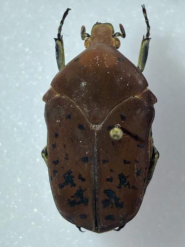 Gymnetis drogoni