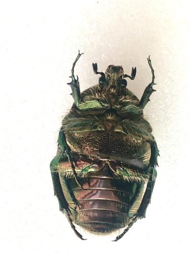 Réf. 365 938 : Protaetia ungarica inderiensis