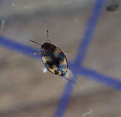 Yola bicarinata