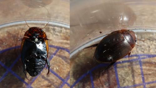 Agabus brunneus
