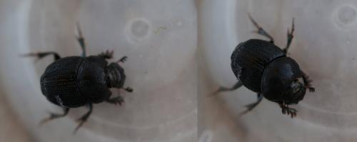 Onthophagus sp.