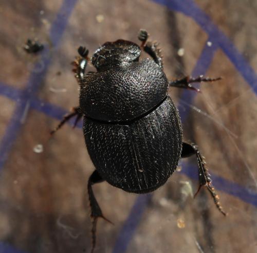 Onthophagus sp.