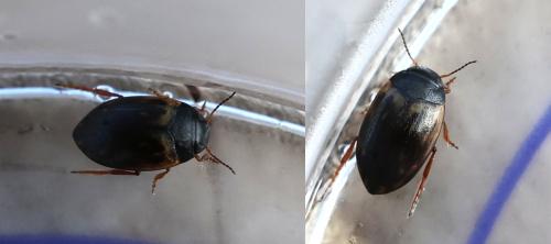 Réf. 365 984 : Hydroporus tessellatus