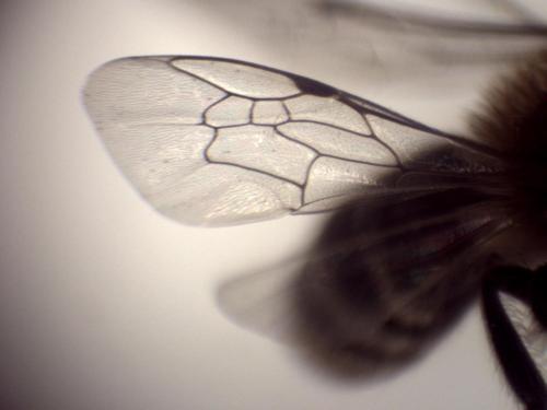 Colletes sp.