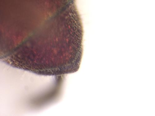 Chrysis cortii