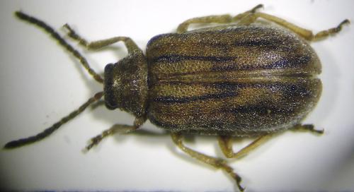 Ophraella communa