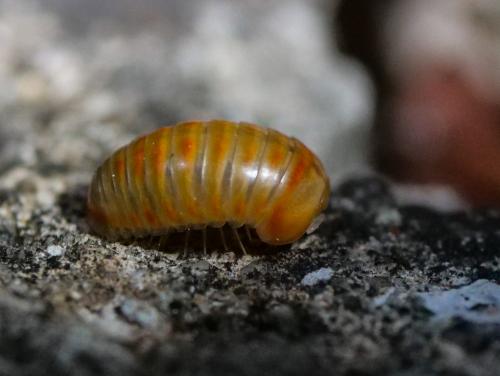 Glomeris sp.