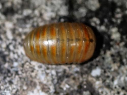 Glomeris sp.