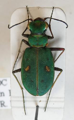 Platydela coquerelii