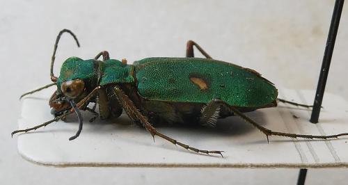 Réf. 365 127 : Platydela coquerelii