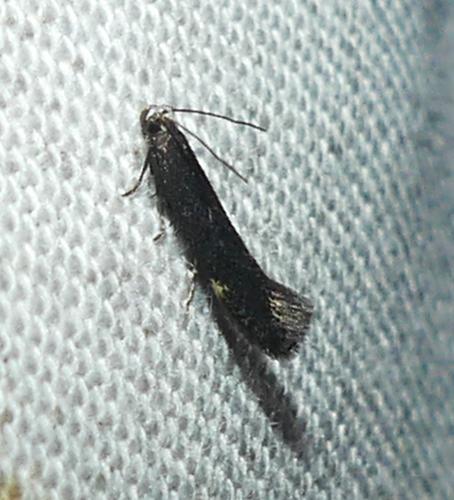 Aproaerema sp.