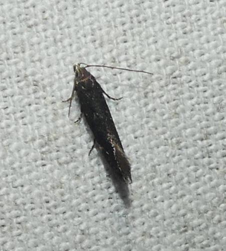 Aproaerema sp.