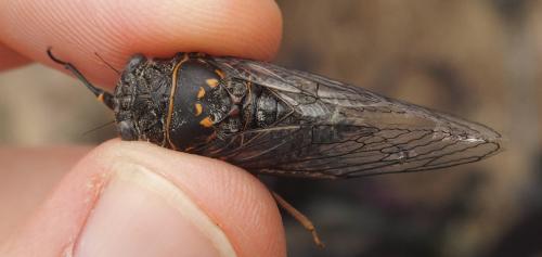 Tibicina nigronervosa