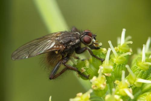 Scathophaga calida
