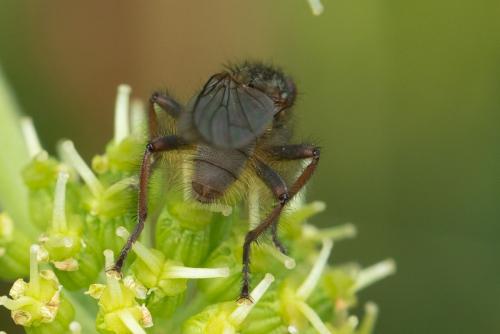 Scathophaga calida