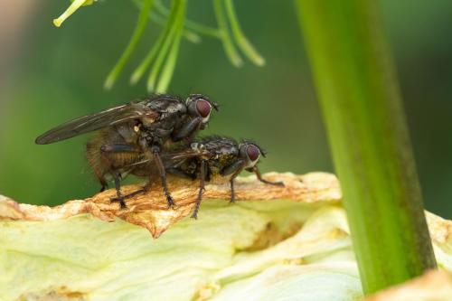 Scathophaga calida