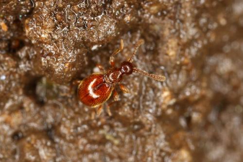 Euconnus loewii