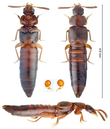 Euryusa castanoptera