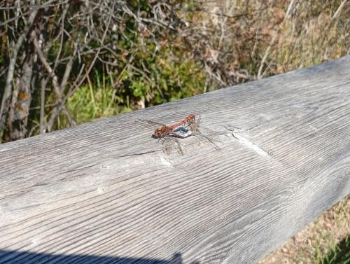 Sympetrum striolatum