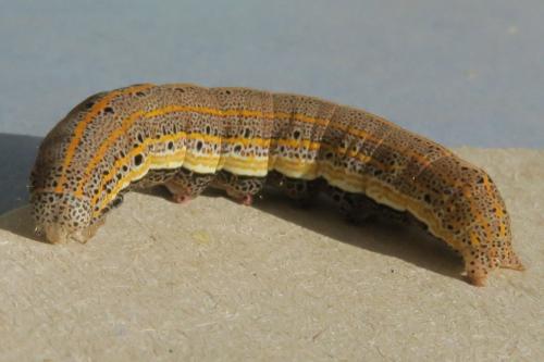 Aedia leucomelas
