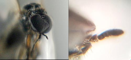 Dilophus bispinosus