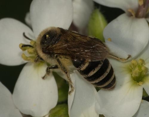 Colletes sp.